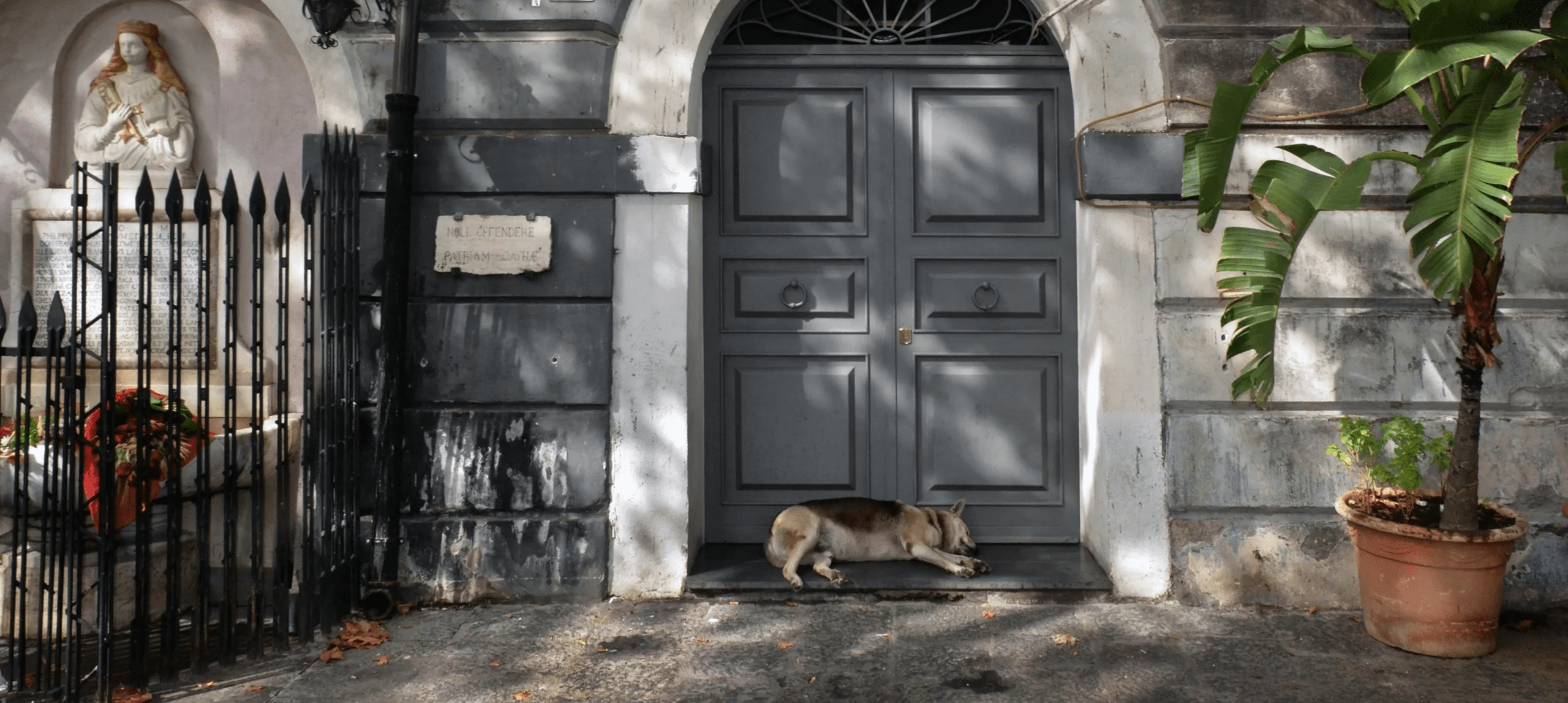 Dog resting by a gray door