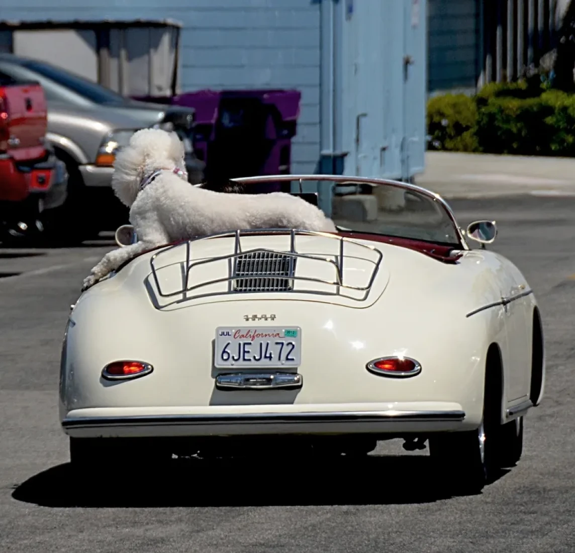 Poodle perched on vintage car